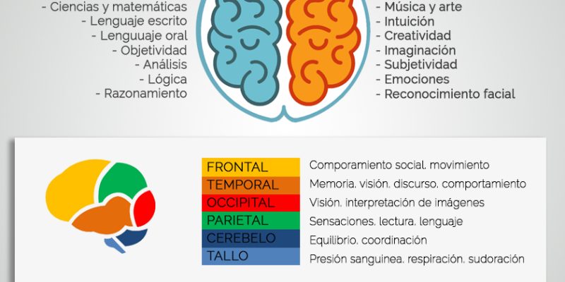 [Infografía] Algunos datos sobre el cerebro